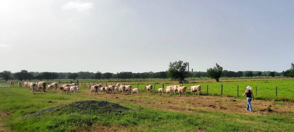 This is an image of a girl moving cows through a pasture