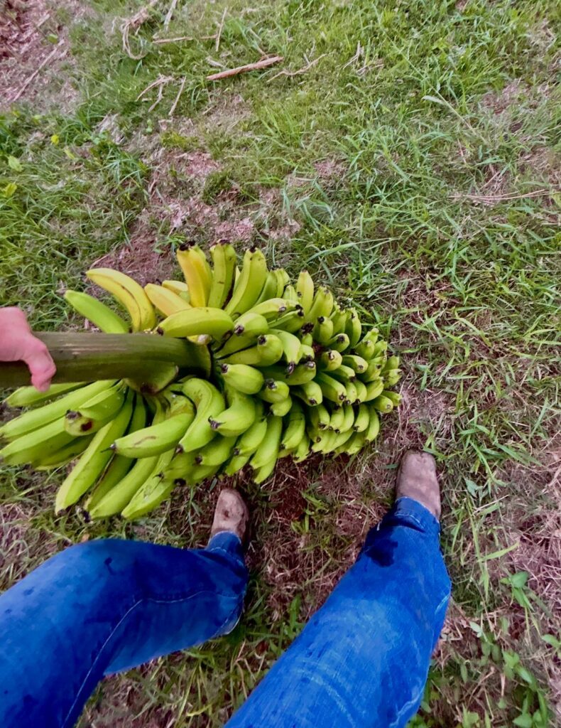 This is an image of a bundle of bananas I got off my bababa tree in vaja baja. puerto rico.