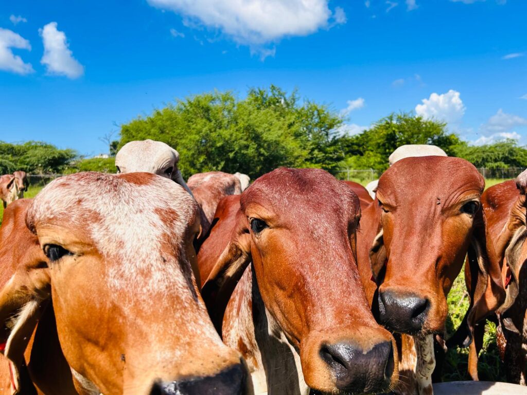 This is a picture of Gyr Cattle.